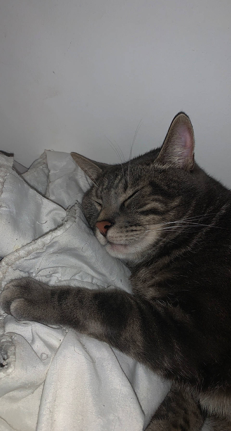 Atchoum a rejoint le concours — aidez-le/la à gagner de superbes lots ! carnivore, cat, comfort, domestic_short_haired_cat, felidae, fur, grey, linens, paw, small_to_medium_sized_cats, snout, terrestrial_animal, whiskers