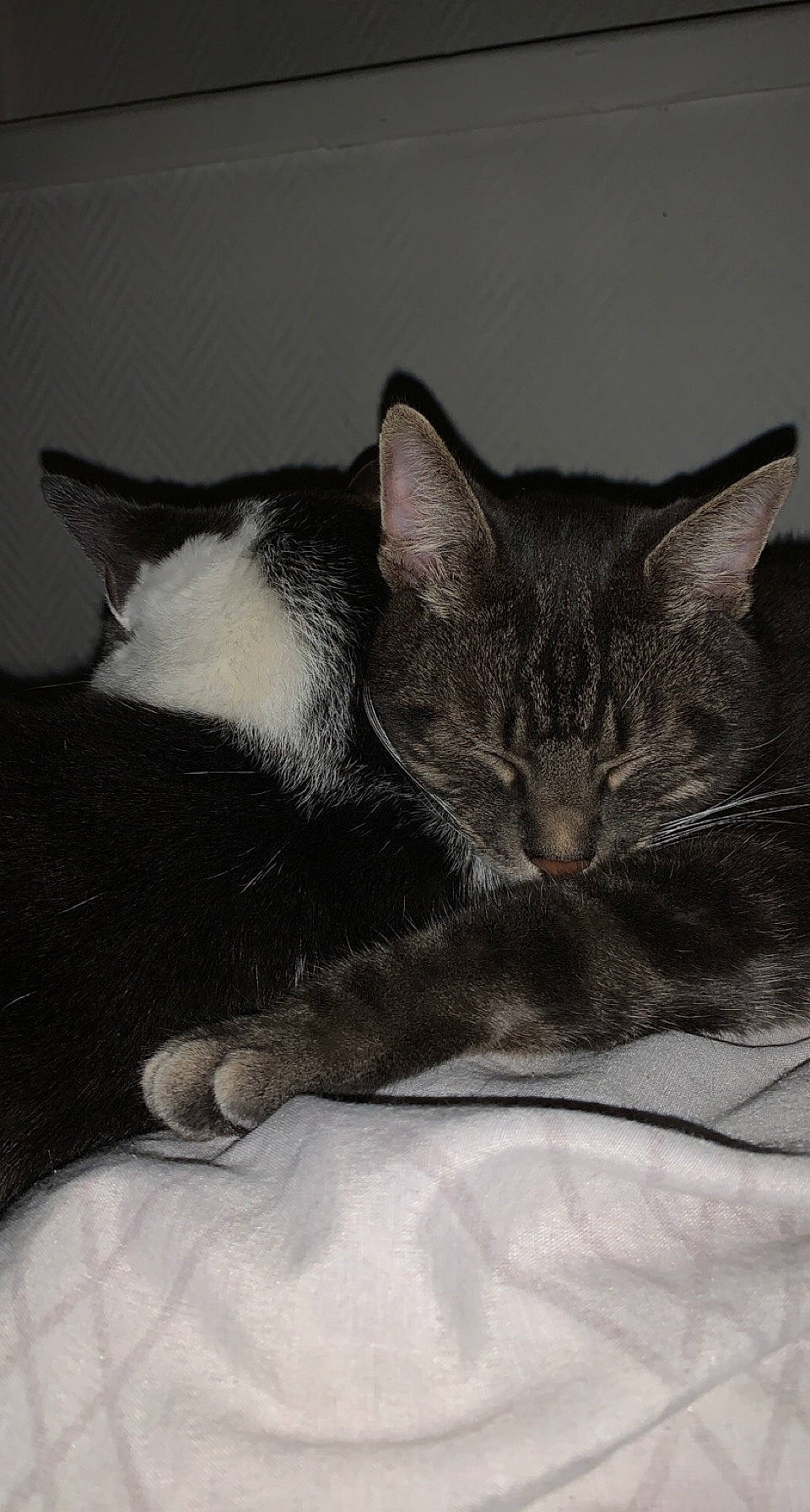 Atchoum participe au concours pour gagner de l'argent avec cette photo : carnivore, cat, claw, comfort, domestic_short_haired_cat, ear, eye, felidae, fur, grey, monochrome, monochrome_photography, nap, paw, sitting, sleep, small_to_medium_sized_cats, snout, tail, whiskers