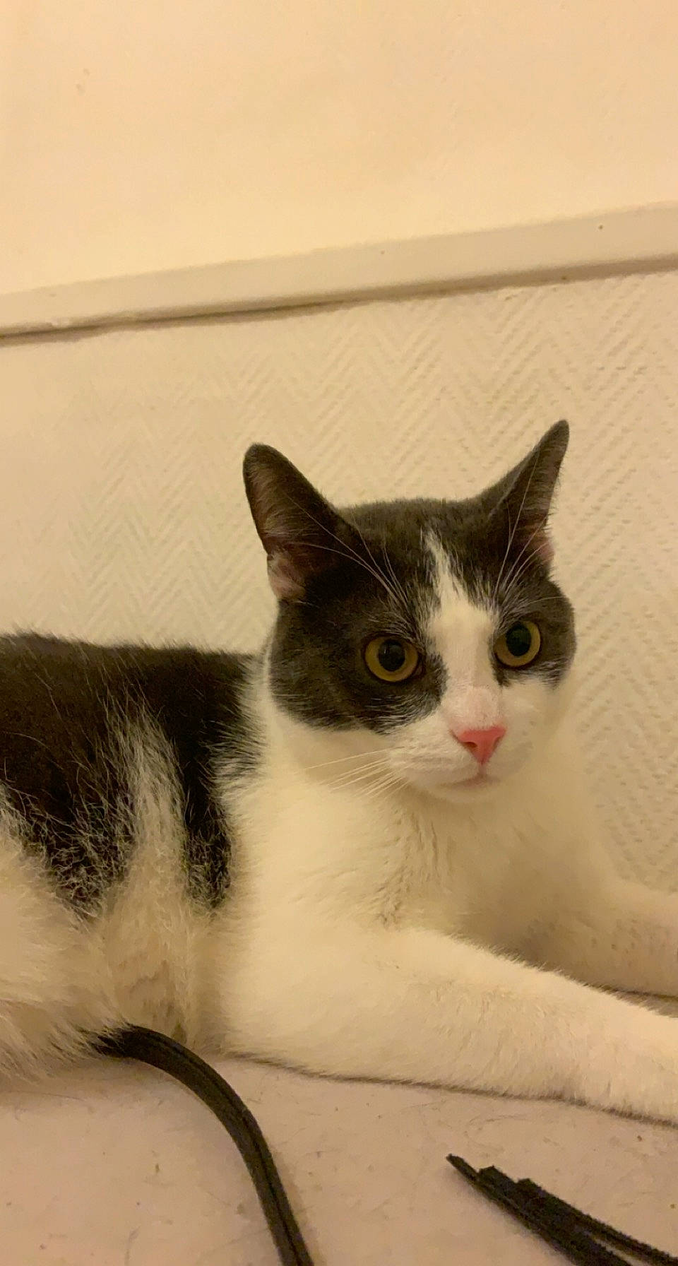 Fripouille participe au concours pour gagner de l'argent avec cette photo : art, carnivore, cat, domestic_short_haired_cat, felidae, fur, monochrome, monochrome_photography, paw, rectangle, small_to_medium_sized_cats, snout, tail, whiskers, window