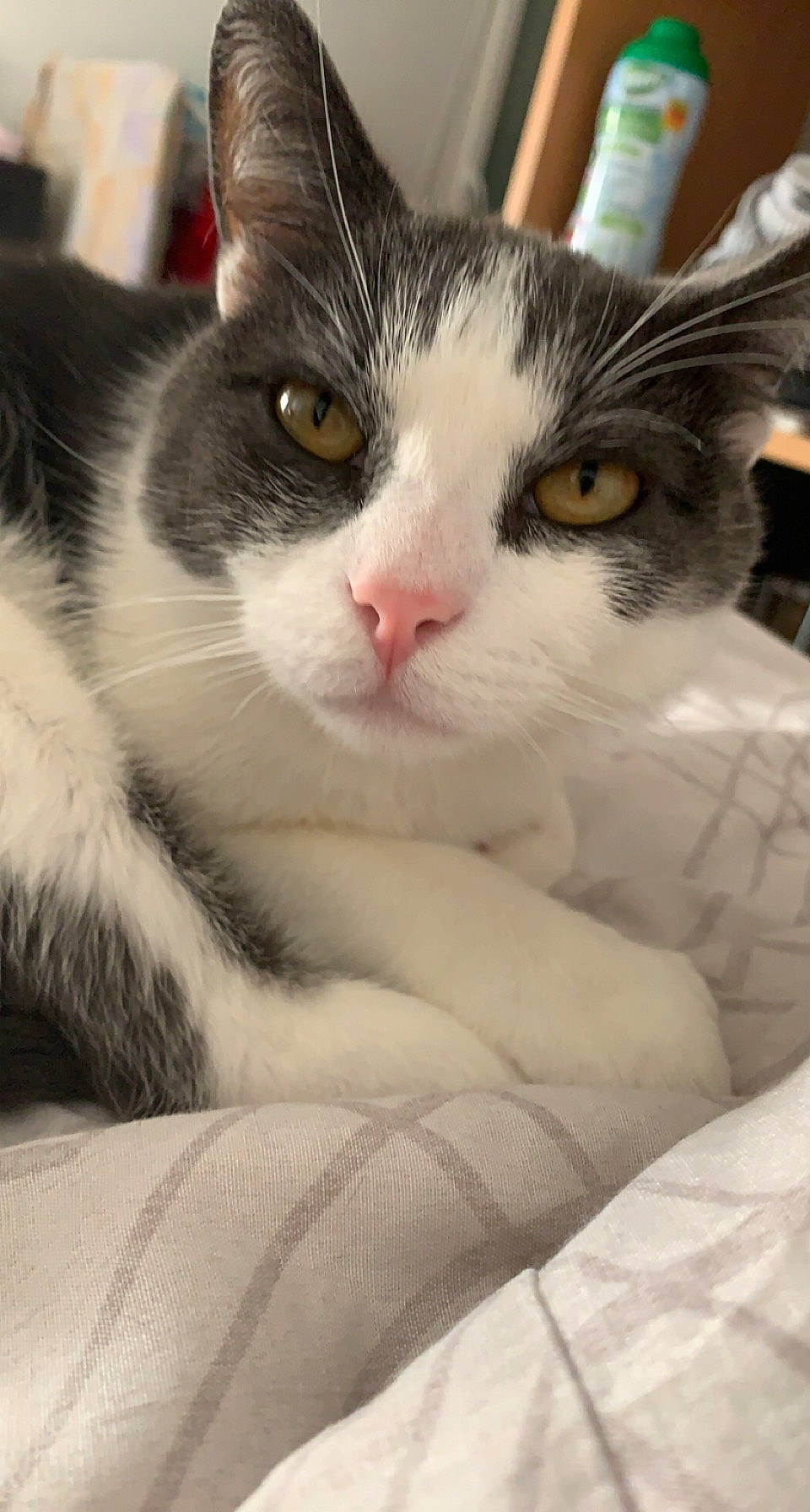 Fripouille a rejoint le concours — aidez-le/la à gagner de superbes lots ! carnivore, cat, claw, comfort, domestic_short_haired_cat, eye, eyebrow, eyelash, felidae, fur, nose, paw, small_to_medium_sized_cats, snout, terrestrial_animal, whiskers