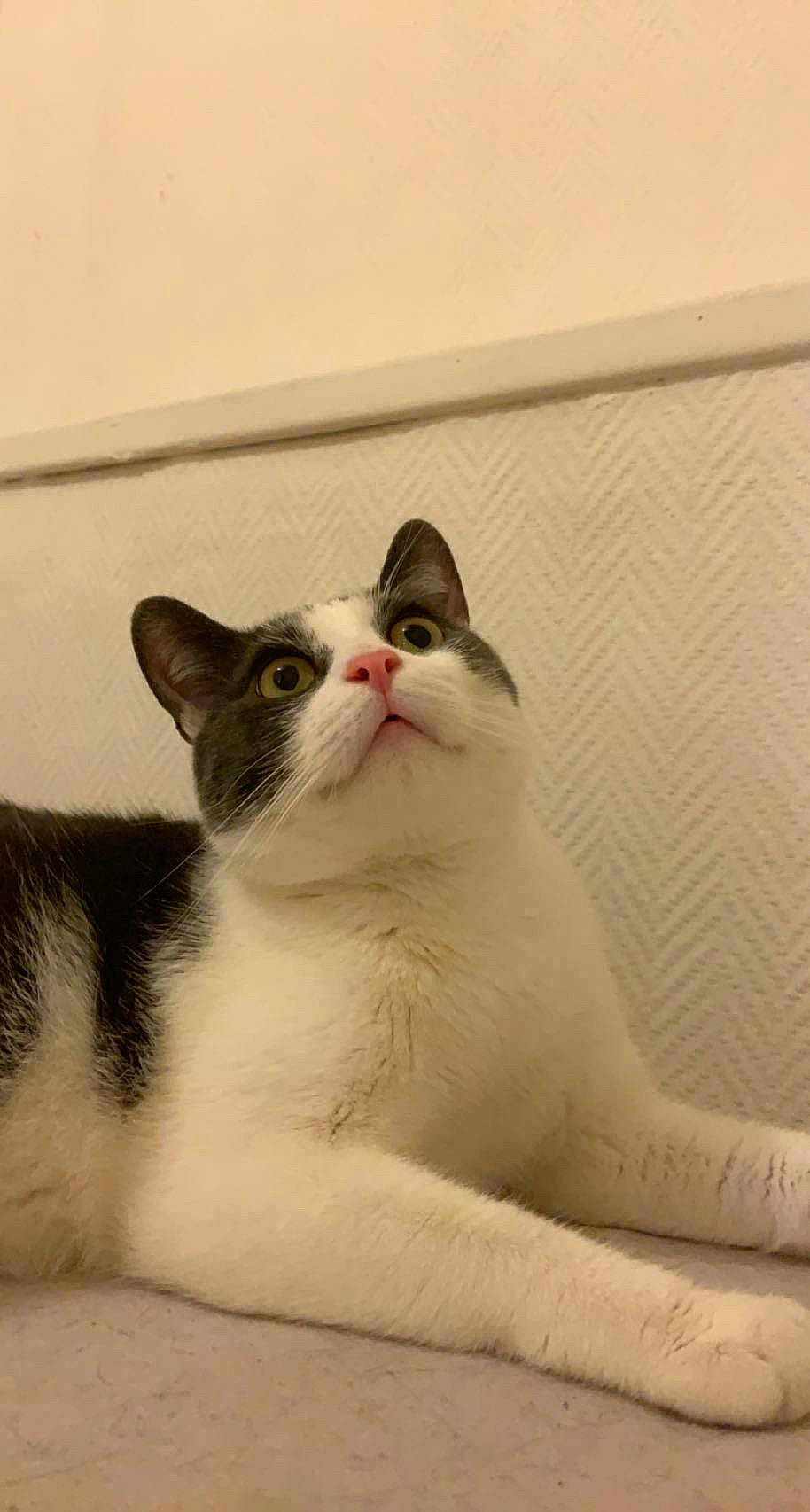 Fripouille participe au concours pour gagner de l'argent avec cette photo : carnivore, cat, domestic_short_haired_cat, felidae, foot, fur, jaw, paw, small_to_medium_sized_cats, snout, tail, terrestrial_animal, whiskers, window