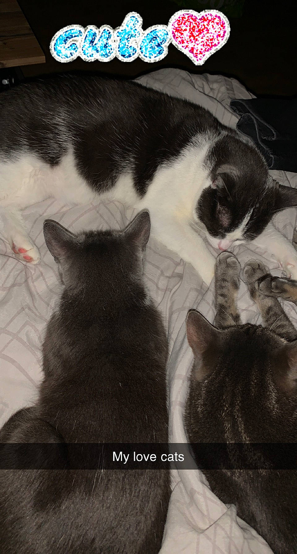 Choupette participe au concours pour gagner de l'argent avec cette photo : black_cat, canidae, carnivore, cat, dog_breed, domestic_short_haired_cat, felidae, fur, grey, monochrome, monochrome_photography, photo_caption, sky, small_to_medium_sized_cats, snout, tail, tints_and_shades, visual_arts, whiskers, window