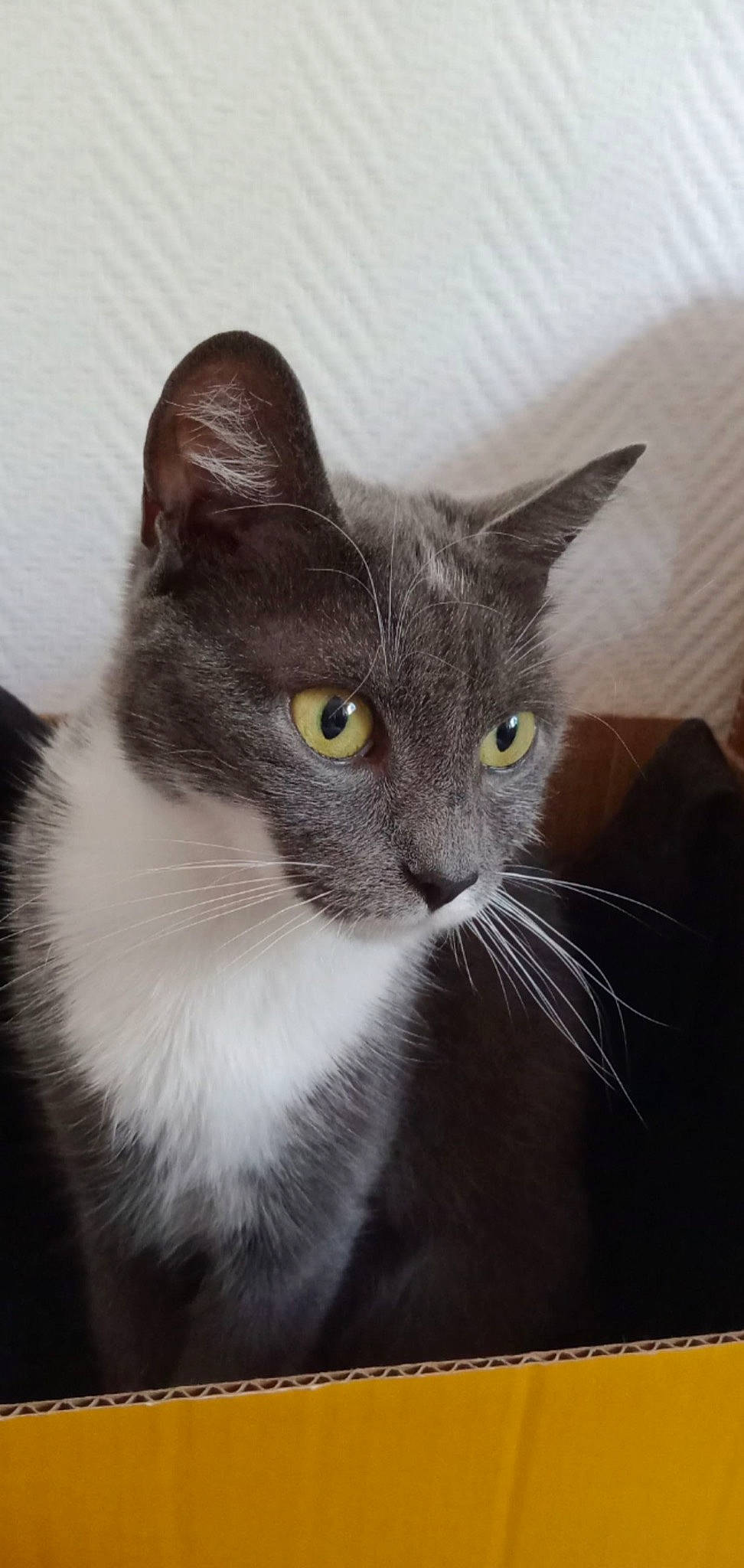 Choupette a rejoint le concours — aidez-le/la à gagner de superbes lots ! box, carnivore, cat, cat_furniture, cat_supply, comfort, domestic_short_haired_cat, door, eye, felidae, fur, grey, iris, paw, small_to_medium_sized_cats, snout, tail, terrestrial_animal, whiskers, window