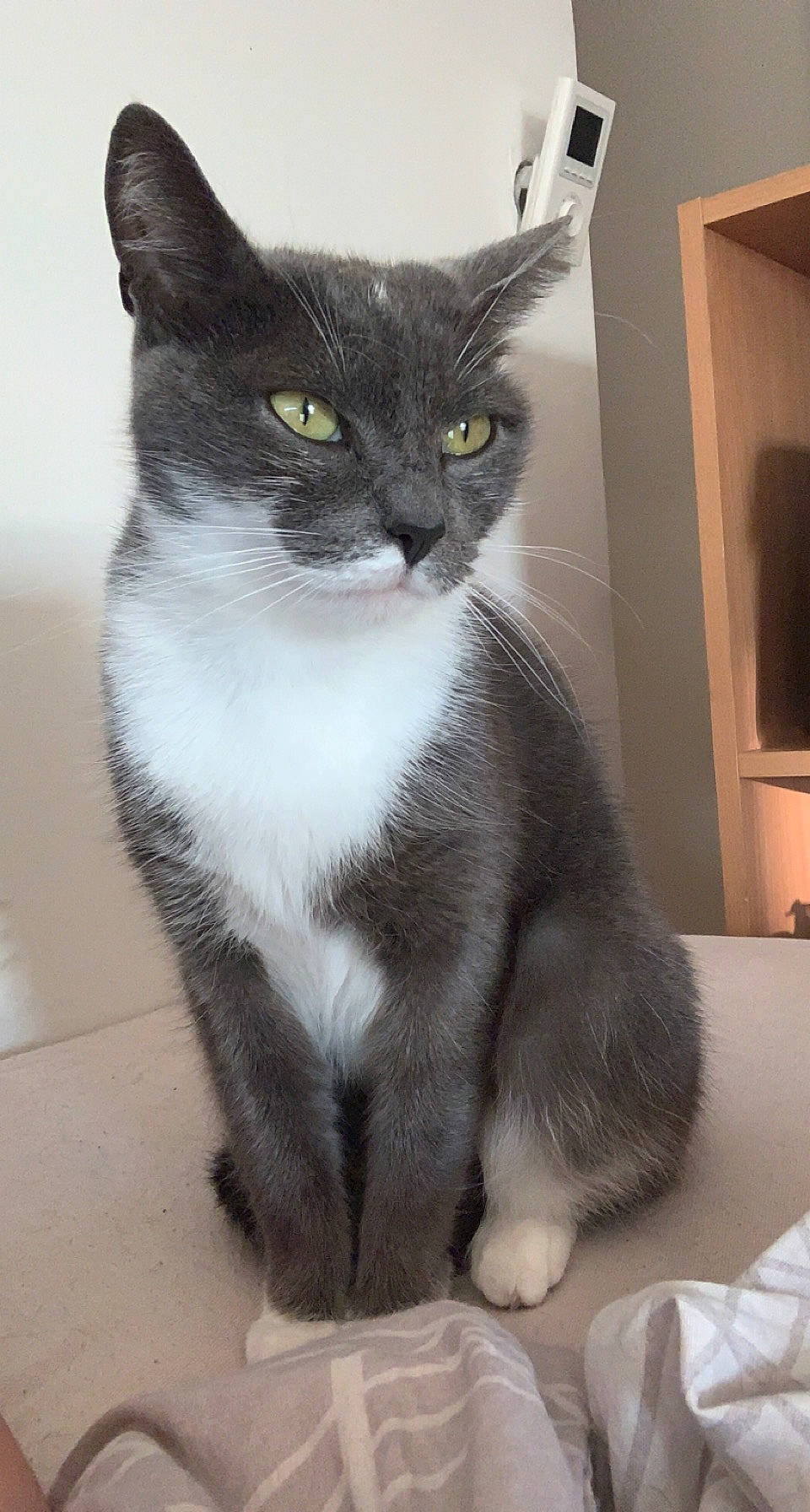 Choupette participe au concours pour gagner de l'argent avec cette photo : black_cat, carnivore, cat, claw, domestic_short_haired_cat, eye, felidae, fur, grey, iris, paw, sitting, small_to_medium_sized_cats, snout, tail, terrestrial_animal, whiskers