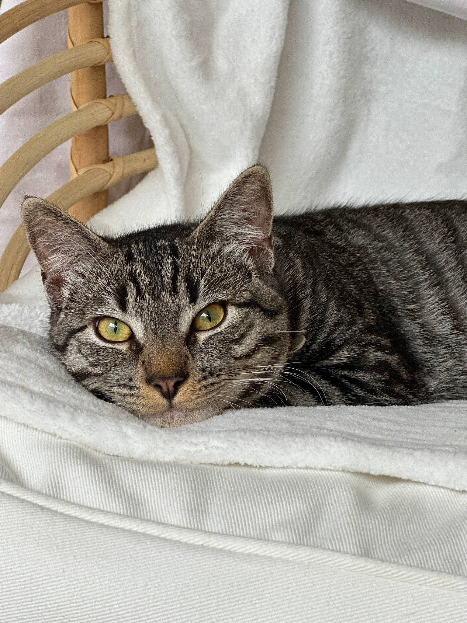 Noa participe au concours pour gagner de l'argent avec cette photo : carnivore, cat, cat_bed, cat_supply, comfort, couch, domestic_short_haired_cat, felidae, fur, grey, linens, paw, small_to_medium_sized_cats, textile, whiskers, window