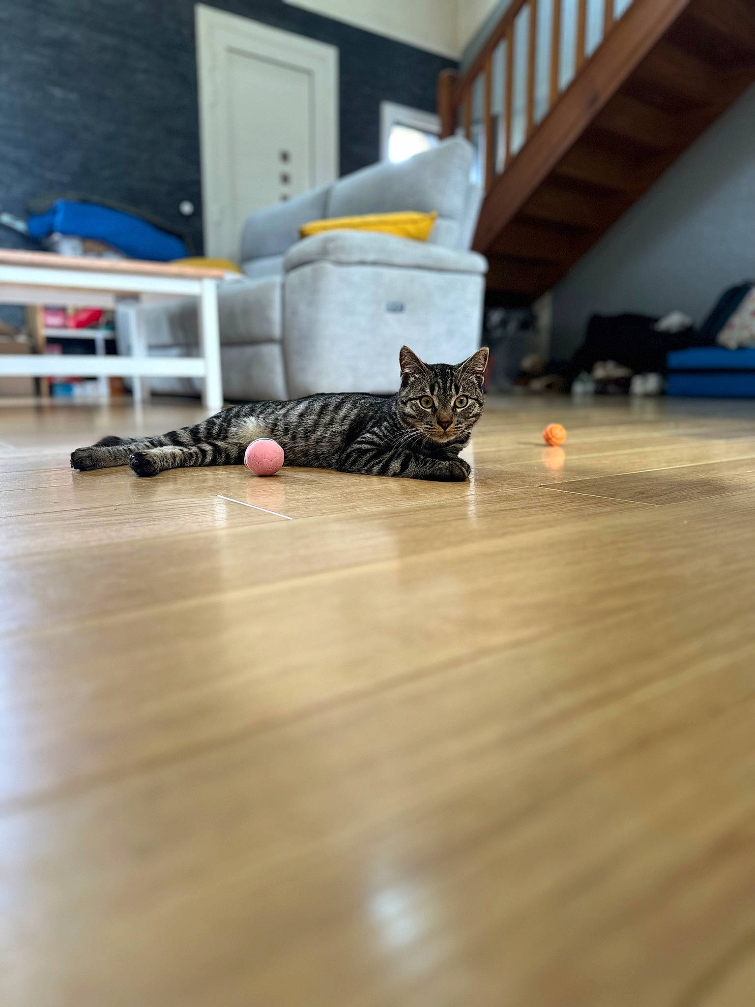 Noa a rejoint le concours — aidez-le/la à gagner de superbes lots ! carnivore, cat, comfort, couch, domestic_short_haired_cat, felidae, floor, flooring, fur, hardwood, laminate_flooring, living_room, room, small_to_medium_sized_cats, tail, varnish, whiskers, wood, wood_flooring, wood_stain