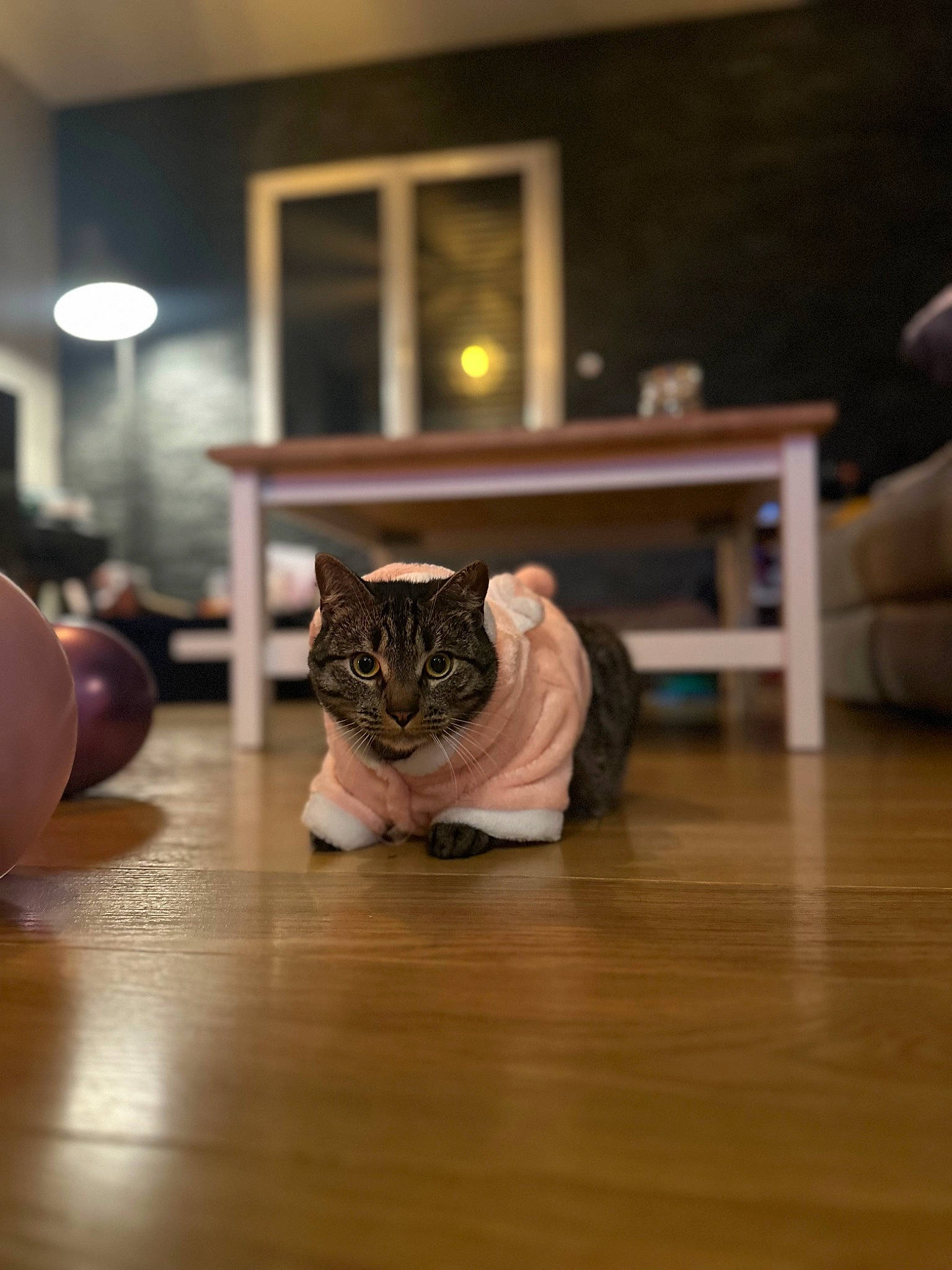 Noa a rejoint le concours — aidez-le/la à gagner de superbes lots ! carnivore, cat, comfort, domestic_short_haired_cat, felidae, floor, flooring, fur, hardwood, laminate_flooring, picture_frame, room, small_to_medium_sized_cats, snout, table, varnish, whiskers, wood, wood_flooring, wood_stain