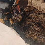 May May joined the competition — help win amazing prizes! cat, sleeping, tortoiseshell, pet, fur, cozy, indoor, blanket, resting, animal, cute, domestic, feline, bedroom, closeup, curled_up, whiskers, ears, soft, quiet