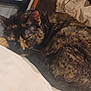 cat, sleeping, tortoiseshell, pet, fur, cozy, indoor, blanket, resting, animal, cute, domestic, feline, bedroom, closeup, curled_up, whiskers, ears, soft, quiet