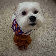 Eddie is registered to the contest to win money with this photo: dog, small_dog, white_dog, fluffy, pet, animal, portrait, close_up, bandana, costume, stuffed_animal, brown, colorful, carpet, indoor, home, sitting, looking_at_camera, cute, funny