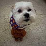 dog, small_dog, white_dog, fluffy, pet, animal, portrait, close_up, bandana, costume, stuffed_animal, brown, colorful, carpet, indoor, home, sitting, looking_at_camera, cute, funny