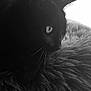 Hugo participe au concours pour gagner de l'argent avec cette photo : animal, black_and_white, black_cat, cat, close_up, cozy, feline, fluffy, fur, indoor, monochrome, pet, portrait, quiet, resting, side_view, soft, texture, whiskers, window_light