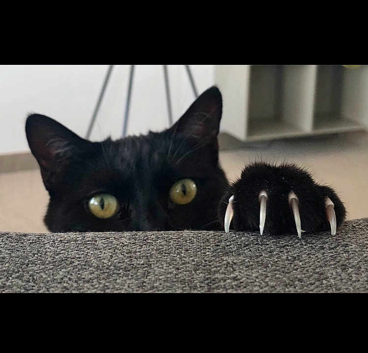 Hugo