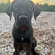Roscoe Nolan is registered to the contest to win money with this photo: puppy, dog, black_dog, collar, sitting, outdoor, wood_chips, sunset, fence, trees, pet, animal, young_dog, closeup, ears, snout, fur, nature, curious, portrait