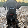 puppy, dog, black_dog, collar, sitting, outdoor, wood_chips, sunset, fence, trees, pet, animal, young_dog, closeup, ears, snout, fur, nature, curious, portrait