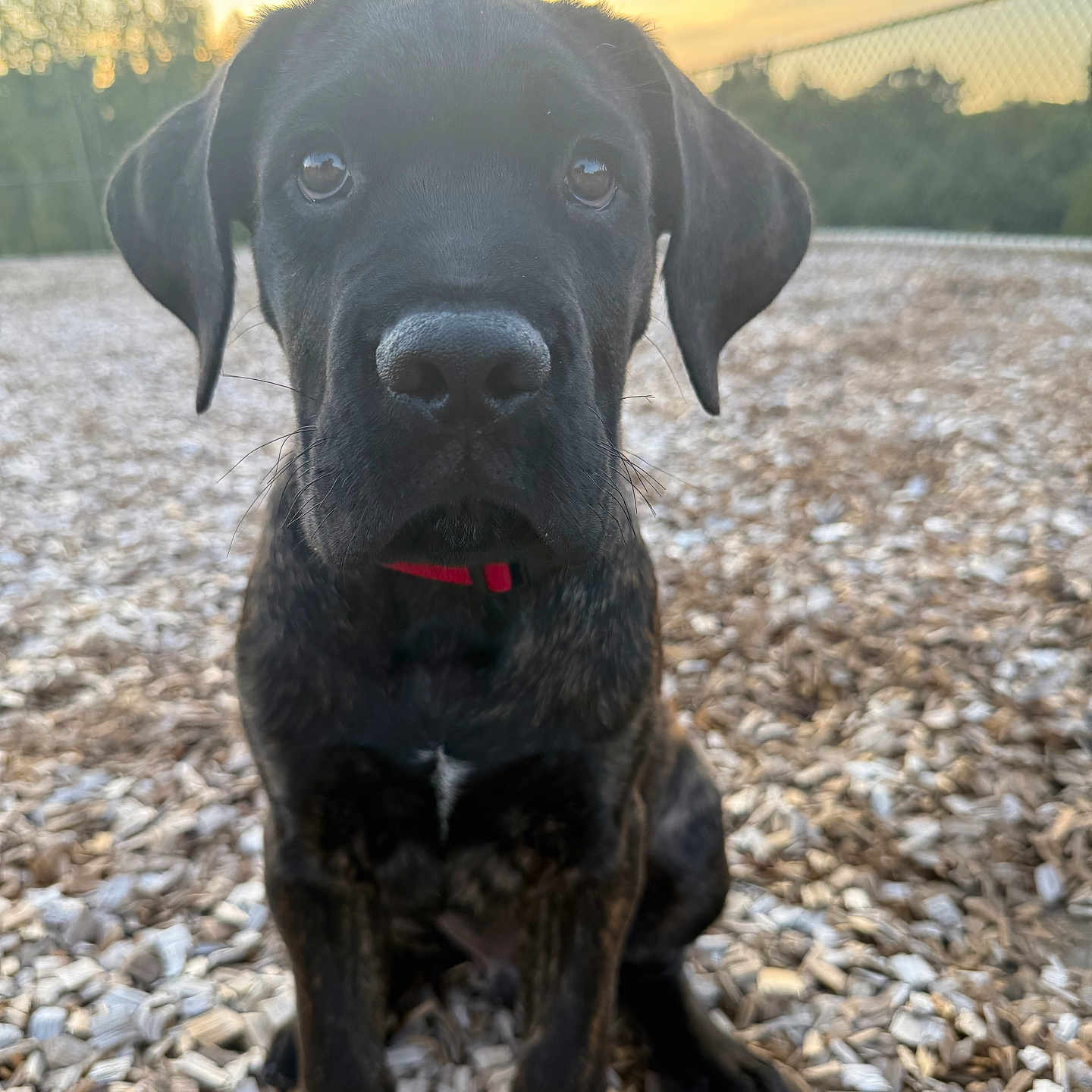 Roscoe Nolan is registered to the contest to win money with this photo: animal, black_dog, closeup, collar, curious, dog, ears, fence, fur, nature, outdoor, pet, portrait, puppy, sitting, snout, sunset, trees, wood_chips, young_dog