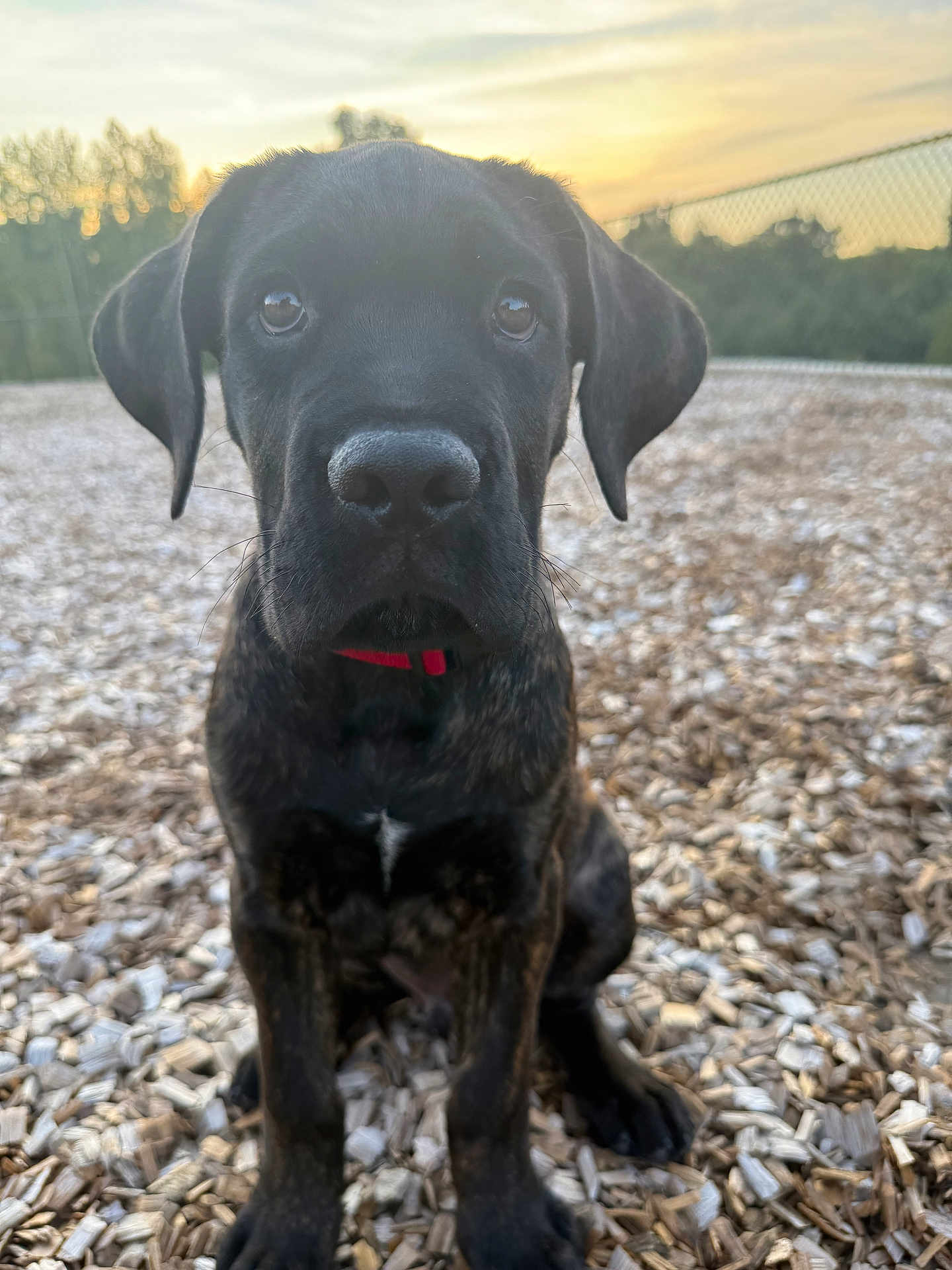 Roscoe Nolan