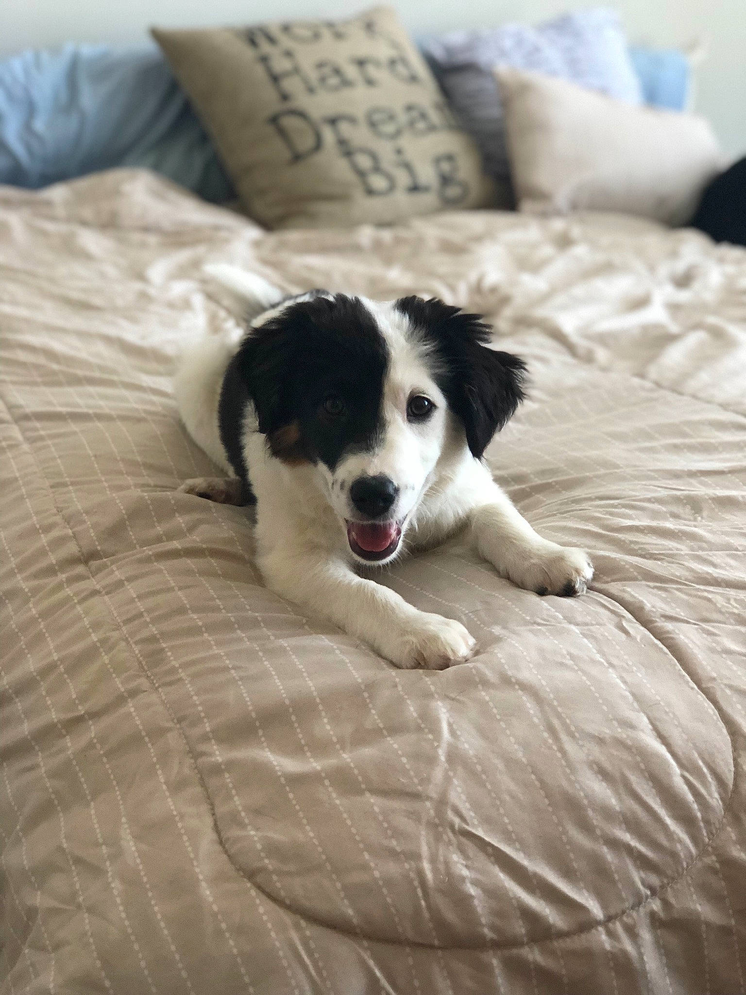 Scout is registered to the contest to win money with this photo: border_collie, canidae, carnivore, companion_dog, dog, dog_breed, herding_dog, landseer, mammal, rare_breed_dog, snout, sporting_group, stabyhoun, tornjak, vertebrate, working_dog