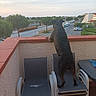 animal, balcony, car, chair, curious, dog, fence, nature, outdoor, parking, pet, quiet, residential, sidewalk, sky, standing, street, sunset, trees, urban