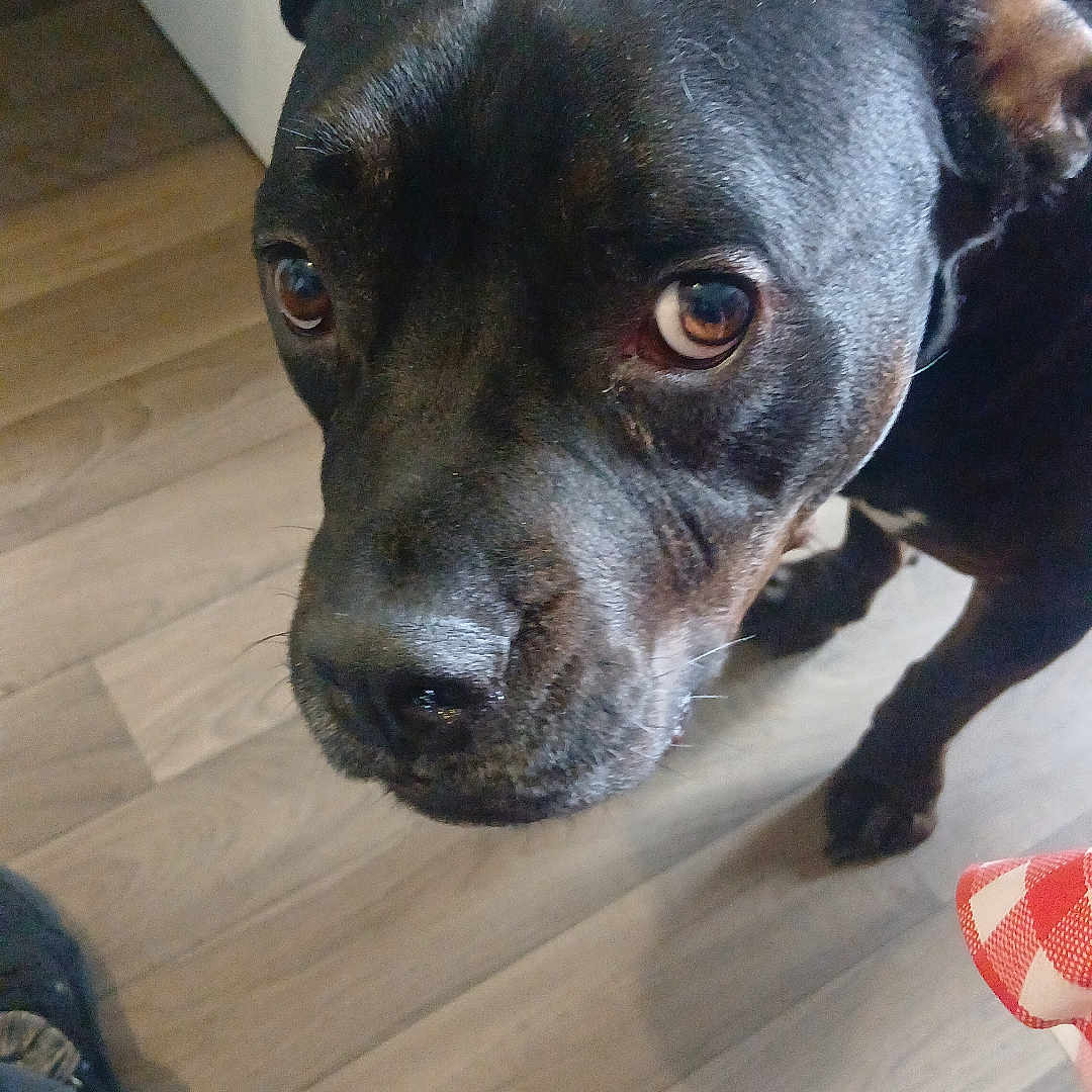 Bddy a rejoint le concours — aidez-le/la à gagner de superbes lots ! animal, black_dog, canine, close_up, companion, curious, dog, domestic_animal, expression, flooring, house, indoor, looking_up, mammal, paw, person_leg, pet, portrait, shoe, wooden_floor