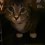 Fat Albert is registered to the contest to win money with this photo: cat, pet, carrier, indoor, animal, curious, tabby, whiskers, paws, face, looking, dark, shadow, closeup, feline, cute, eyes, portrait, pet_accessory, cage