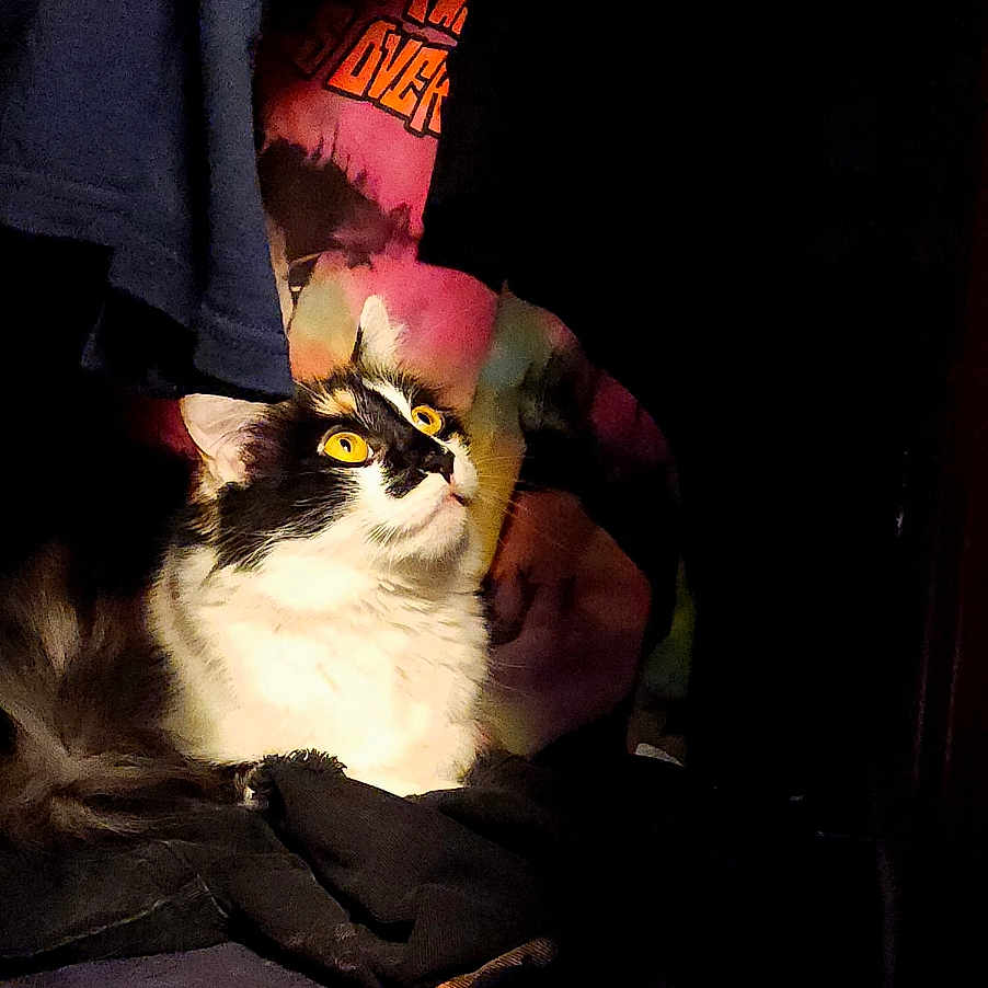 Penny joined the competition — help win amazing prizes! black_and_white, cat, closet, clothing, cozy, curious, dim_light, feline, fur, household, indoor, laundry, looking_up, pet, pile, resting, shadow, sitting, soft_texture, yellow_eyes