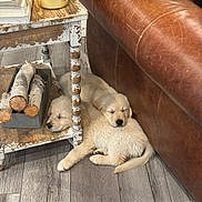 Honey And Charlie joined the competition — help win amazing prizes! puppies, dog, sleeping, golden_retriever, wooden_floor, leather_couch, rustic_table, firewood, candle, indoor, cozy, pet, animal, resting, cute, furniture, calm, domestic, companion, quiet