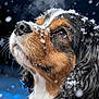 dog, snow, snowflakes, winter, cold, fur, steam, outdoor, animal, portrait, closeup, tricolor, bernese_mountain_dog, whiskers, nose, eye, black_fur, brown_fur, white_fur, nature