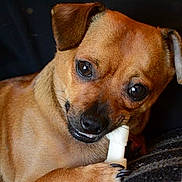Sammy joined the competition — help win amazing prizes! dog, brown_dog, pet, chewing, bone, cute, animal, small_dog, indoor, close_up, fur, ears, snout, paw, black_nose, looking, playful, companion, domestic_animal, resting
