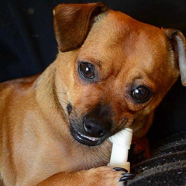 Sammy