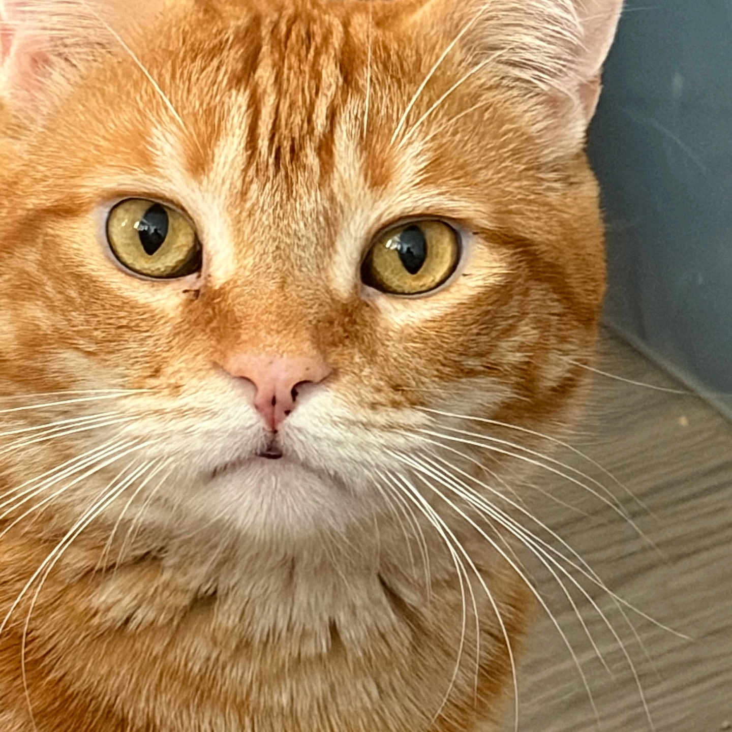Milo