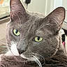 Mickey joined the competition — help win amazing prizes! cat, gray_cat, green_eyes, whiskers, close_up, indoor, pet, feline, animal, face, ears, fur, portrait, looking, domestic_cat, cute, mammal, relaxed, soft_light, household