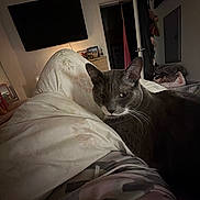 Mickey is registered to the contest to win money with this photo: cat, gray_cat, bed, blanket, indoor, living_room, television, door, furniture, pet, animal, cozy, resting, sleepy, dim_lighting, home, relaxation, whiskers, ears, fur