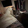 cat, gray_cat, bed, blanket, indoor, living_room, television, door, furniture, pet, animal, cozy, resting, sleepy, dim_lighting, home, relaxation, whiskers, ears, fur