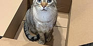 Jackson is registered to the contest to win money with this photo: cat, tabby_cat, blue_eyes, cardboard_box, floor, wooden_floor, indoor, rug, curious, pet, animal, feline, looking_up, sitting, home, kitchen, box, whiskers, ears, tail