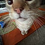 Jackson is registered to the contest to win money with this photo: cat, close_up, whiskers, nose, indoor, pet, curious, feline, table, controller, cable, carpet, wood, floor, home, animal, cute, playful, domestic, funny