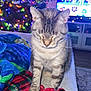 Jackson is registered to the contest to win money with this photo: cat, tabby_cat, indoor, christmas_tree, holiday_lights, blanket, couch, cozy, pet, feline, living_room, television, festive, colorful, domestic_animal, fur, sleepy, holiday, decorations, relaxing