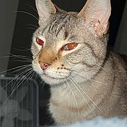 Jackson is registered to the contest to win money with this photo: cat, tabby, close_up, indoor, whiskers, sleepy, pet, animal, feline, fur, ears, face, portrait, domestic_cat, muzzle, eyes, nose, background, flash, reflection