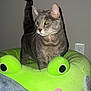 Ramona joined the competition — help win amazing prizes! cat, gray_tabby, plush_bed, frog_shape, indoor, pet, animal, feline, curious, alert, tail_up, soft_texture, bedroom, blanket, wall, electrical_outlet, cute, domestic_cat, resting_spot, close_up
