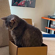 Ramona is registered to the contest to win money with this photo: cat, gray_cat, cardboard_box, couch, indoor, furniture, pet, animal, cozy, looking_down, wall_art, shelf, home, domestic, feline, resting, curious, soft_lighting, living_room, cute