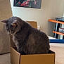 cat, gray_cat, cardboard_box, couch, indoor, furniture, pet, animal, cozy, looking_down, wall_art, shelf, home, domestic, feline, resting, curious, soft_lighting, living_room, cute