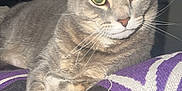 Ramona joined the competition — help win amazing prizes! cat, gray_tabby, animal, pet, indoor, blanket, purple, black, whiskers, paw, feline, ears, eyes, fur, relaxed, resting, closeup, domestic_cat, mammal, claws