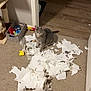 Ramona joined the competition — help win amazing prizes! cat, gray_cat, shredded_paper, toilet_paper, carpet, indoor, mess, basket, toys, cat_tree, wood_floor, doorway, pet, animal, playful, curious, mischievous, guilty_look, home, feline