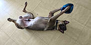 Urus participe au concours pour gagner de l'argent avec cette photo : dog, playing, floor, tile, pet, animal, canine, fun, blue_object, collar, indoor, relaxed, paw, muzzle, ears, lying_down, looking, light, shadow, domestic