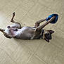 dog, playing, floor, tile, pet, animal, canine, fun, blue_object, collar, indoor, relaxed, paw, muzzle, ears, lying_down, looking, light, shadow, domestic