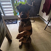 Urus a rejoint le concours — aidez-le/la à gagner de superbes lots ! dog, indoor, begging, paws, floor, plant, window, chair, coat, rug, collar, tile_floor, shadow, furniture, radiator, table, decor, pet, animal, domestic
