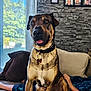 dog, indoor, couch, pillow, blanket, collar, tag, wall, photographs, curtain, window, daylight, pet, mammal, canine, sitting, fur, brown, black, relaxed