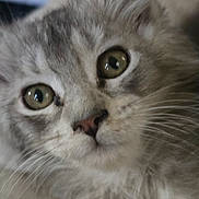 Mazzie Star joined the competition — help win amazing prizes! cat, kitten, fluffy, long_hair, gray_fur, white_fur, green_eyes, golden_eyes, close_up, portrait, whiskers, pink_nose, animal, pet, cute, adorable, face, indoors, soft_fur, alert