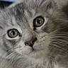 cat, kitten, fluffy, long_hair, gray_fur, white_fur, green_eyes, golden_eyes, close_up, portrait, whiskers, pink_nose, animal, pet, cute, adorable, face, indoors, soft_fur, alert