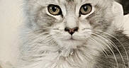 Mazzie Star joined the competition — help win amazing prizes! cat, kitten, fluffy, long_haired, white_fur, gray_fur, blue_eyes, green_eyes, whiskers, ears, pet, animal, portrait, close_up, indoors, sitting, fur, cute, looking_at_camera, soft_background